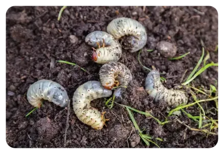 grubs in soil