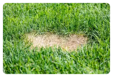 lawn disease