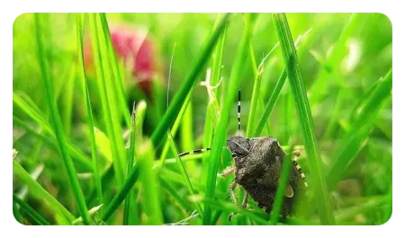 stink bug in grass