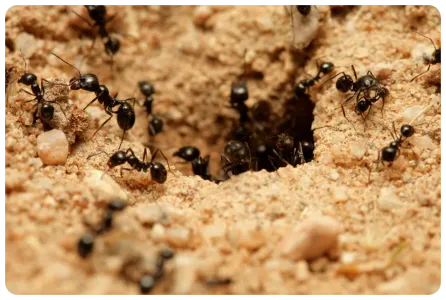 ants in hole