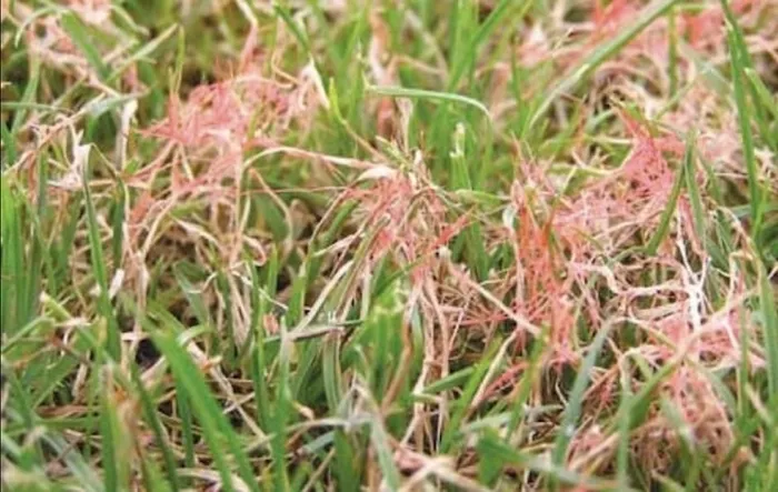 red thread lawn disease