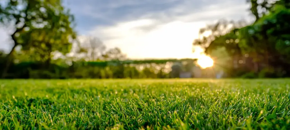 green grass focal point and sunny background