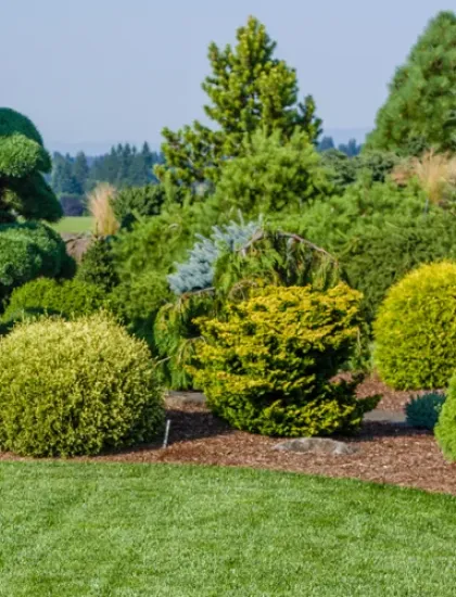 well maintained trees and shrubs