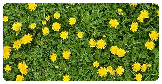 dandelions 