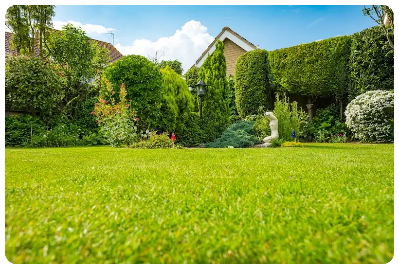 trees and shrubs