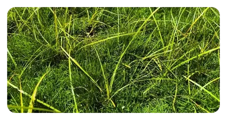 nutsedge