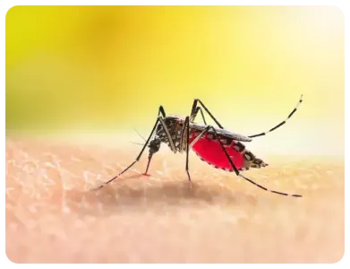mosquito on skin