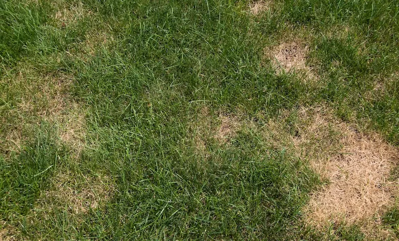 brown patch