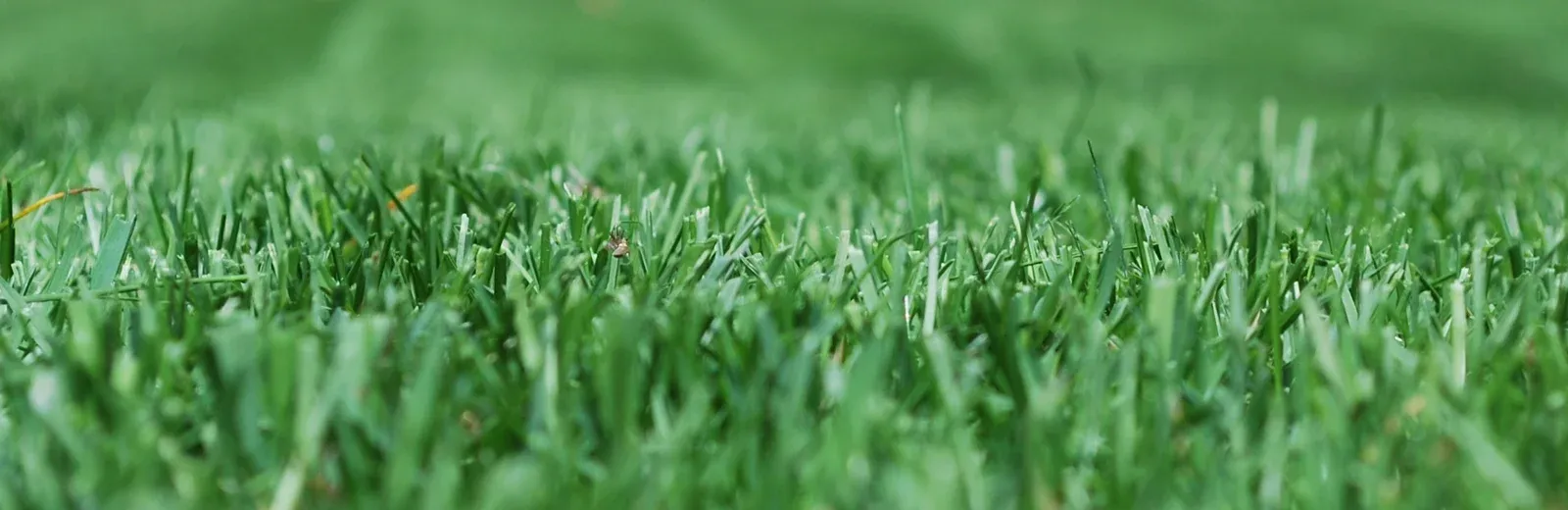 green healthy grass