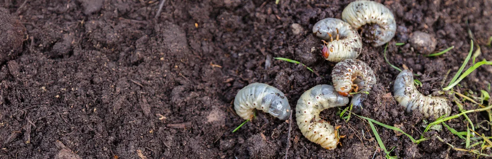 grubs