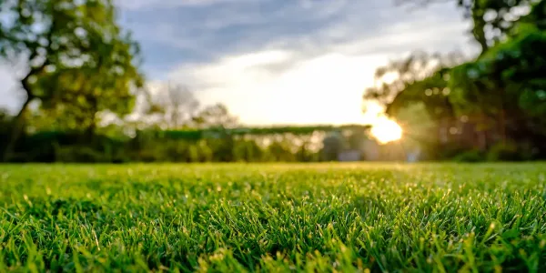 green grass focal point and sunny background
