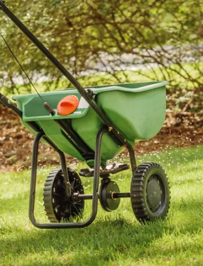 overseeding lawn
