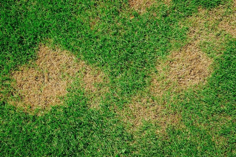 Disease Profile: Red Thread - Green Lawn Fertilizing